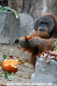 Hagenbeck 29102010 015