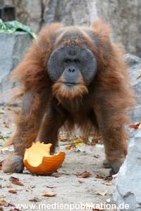 Hagenbeck 29102010 018