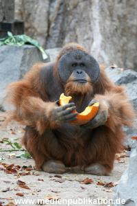 Hagenbeck 29102010 020
