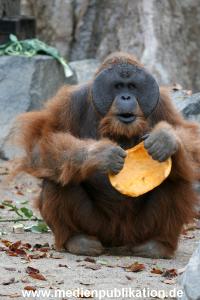 Hagenbeck 29102010 022