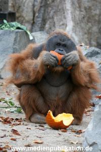 Hagenbeck 29102010 024