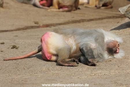 Hagenbeck 31052015 002