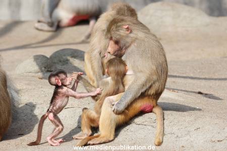 Hagenbeck 31052015 003