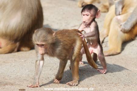 Hagenbeck 31052015 004