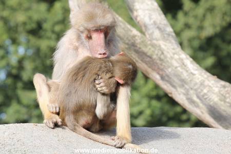 Hagenbeck 31052015 013