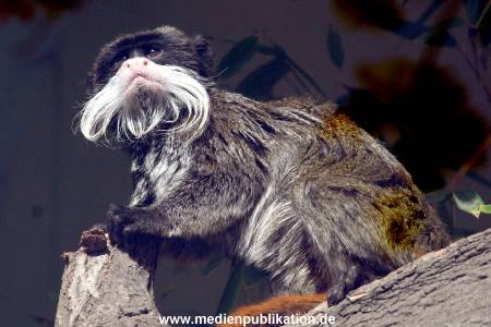 Hagenbeck Archiv 15032009 008.jpg
