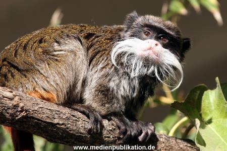 Hagenbeck Archiv 15032009 011.jpg