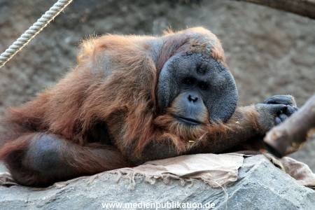 Hagenbeck Fruehling 12042012 017