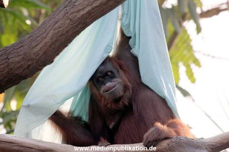 Hagenbeck Fruehling 12042012 018