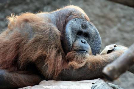 Hagenbeck Fruehling 12042012 019