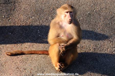 Hagenbeck Fruehling 12042012 034