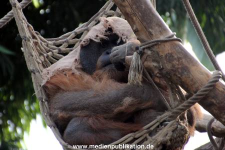 Hagenbeck Fruehling 12042012 041