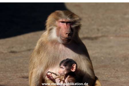 Hagenbeck Fruehling 12042012 062