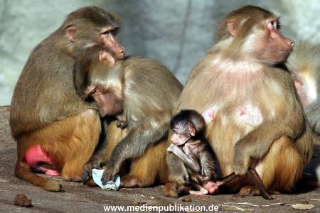 Hagenbeck Fruehling 12042012 076