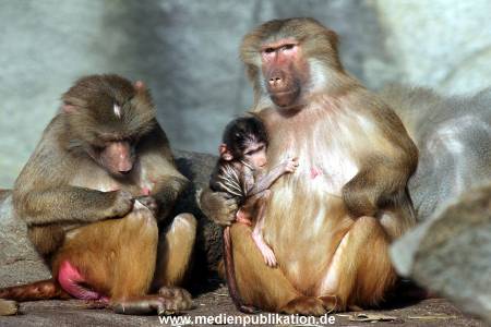 Hagenbeck Fruehling 12042012 077