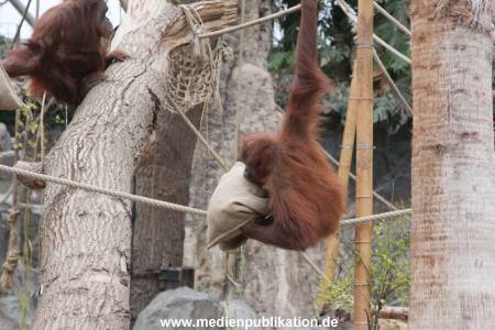 Hagenbeck Nikolaus 05122013 007
