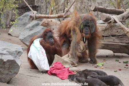 Hagenbeck Nikolaus 05122013 013