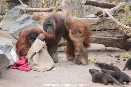 Hagenbeck Nikolaus 05122013 015
