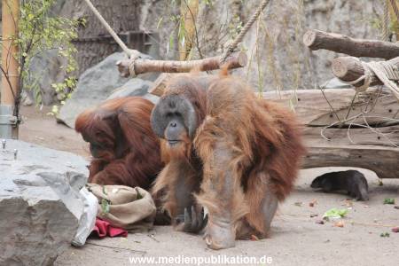Hagenbeck Nikolaus 05122013 019