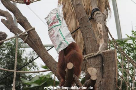 Hagenbeck Nikolaus 05122013 025