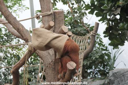 Hagenbeck Nikolaus 05122013 029