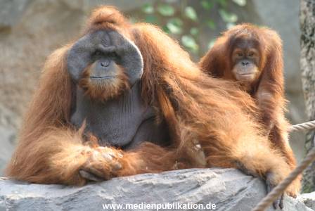 hagenbeck 0804   09