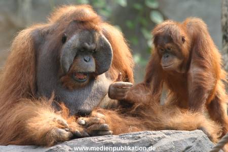 hagenbeck 0804   10