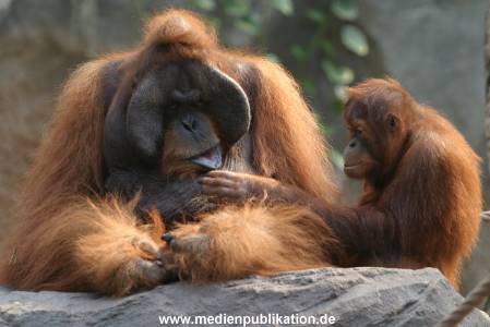 hagenbeck 0804   11