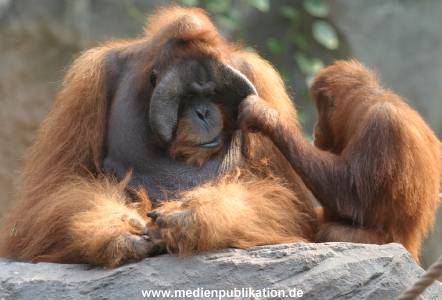 hagenbeck 0804   12