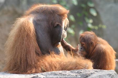 hagenbeck 0804   13