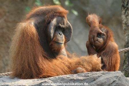 hagenbeck 0804   14