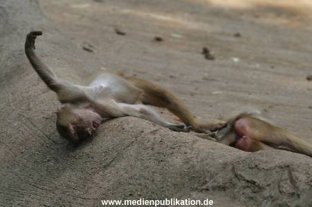 hagenbeck 0804   16