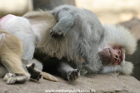 hagenbeck 0804   17
