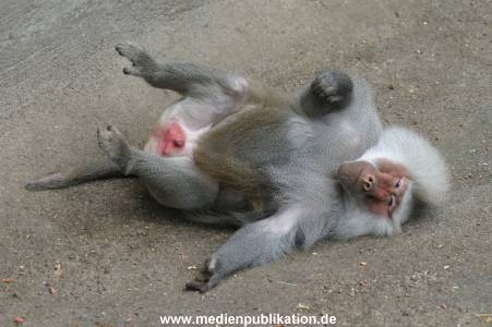 hagenbeck 0804   18