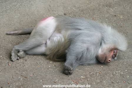 hagenbeck 0804   19