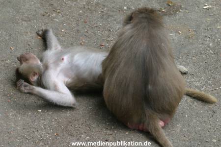 hagenbeck 0804   20
