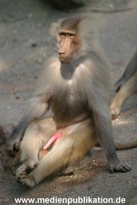hagenbeck 0804   22