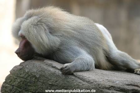 hagenbeck 0804   23