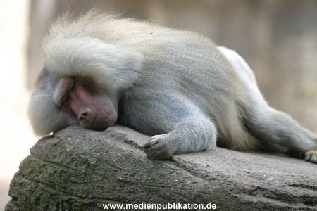 hagenbeck 0804   24