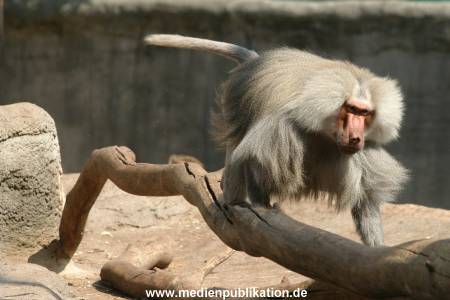 hagenbeck 0804   25