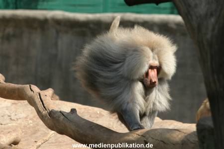hagenbeck 0804   26