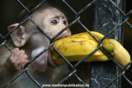 hagenbeck 03 04 045