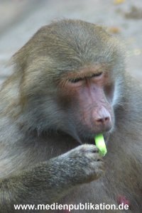 hagenbeck 05 03 001