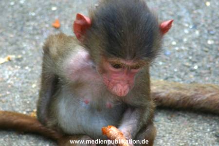 hagenbeck 05 03 002