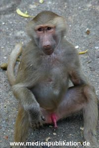 hagenbeck 05 03 003
