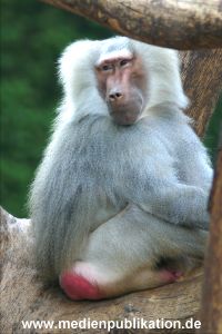 hagenbeck 05 03 004