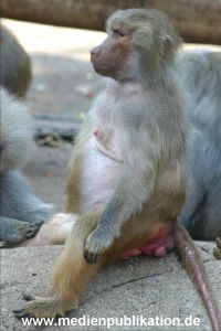hagenbeck 05 03 005