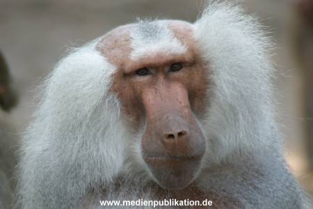 hagenbeck 05 03 006