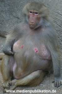 hagenbeck 05 03 007