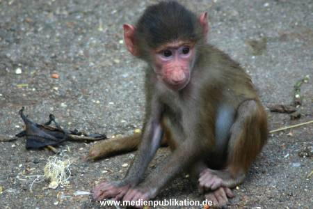hagenbeck 05 03 009